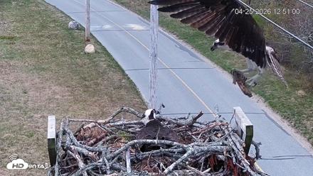 Fishers Island Middle Farms Ospreys Live Webcam - Apr 25, 2026, 12:55pm EDT