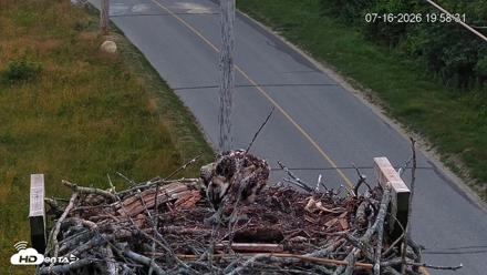 Fishers Island Middle Farms Ospreys Live Webcam - Jul 16, 2026, 7:59pm EDT