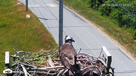 Fishers Island Middle Farms Ospreys Live Webcam - Jun 16, 2026, 1:47pm EDT