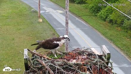 Fishers Island Middle Farms Ospreys Live Webcam - May 15, 2026, 7:35am EDT