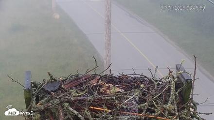 Fishers Island Middle Farms Ospreys Live Webcam - Jul 31, 2026, 11:24am EDT
