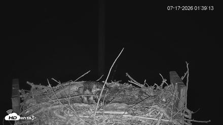 Fishers Island Middle Farms Ospreys Live Webcam - Jul 17, 2026, 1:40am EDT