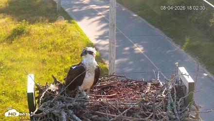 Fishers Island Middle Farms Ospreys Live Webcam - Aug 4, 2026, 6:05pm EDT