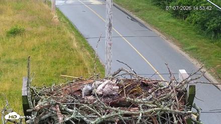 Fishers Island Middle Farms Ospreys Live Webcam - Jul 7, 2026, 2:54pm EDT