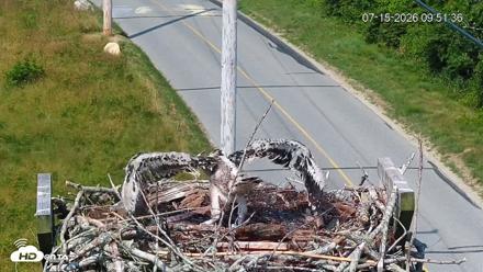Fishers Island Middle Farms Ospreys Live Webcam - Jul 15, 2026, 9:53am EDT