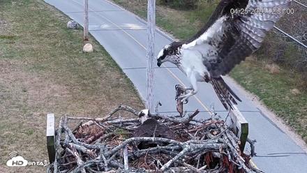 Fishers Island Middle Farms Ospreys Live Webcam - Apr 25, 2026, 12:55pm EDT