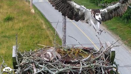 Fishers Island Middle Farms Ospreys Live Webcam - Jul 7, 2026, 10:24am EDT