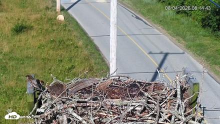 Fishers Island Middle Farms Ospreys Live Webcam - Aug 4, 2026, 8:15am EDT