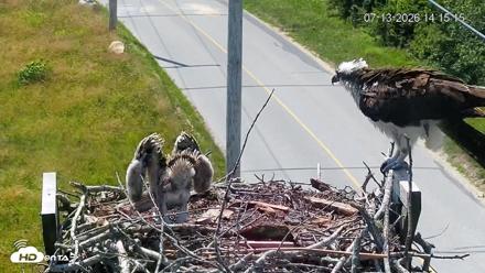 Fishers Island Middle Farms Ospreys Live Webcam - Jul 13, 2026, 2:15pm EDT
