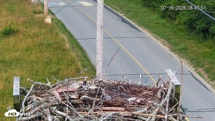 Fishers Island Middle Farms Ospreys Live Webcam - Jul 16, 2026, 8:48am EDT
