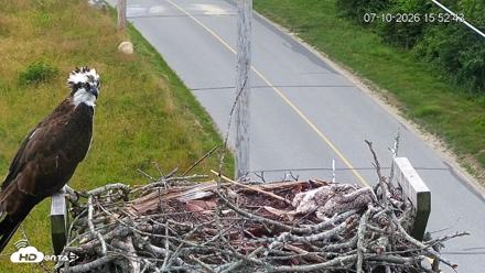Fishers Island Middle Farms Ospreys Live Webcam - Jul 10, 2026, 3:53pm EDT