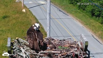 Fishers Island Middle Farms Ospreys Live Webcam - Jun 24, 2026, 10:29am EDT