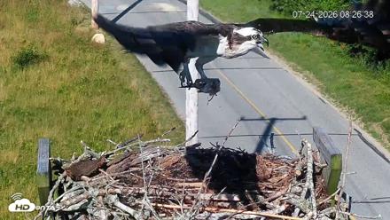 Fishers Island Middle Farms Ospreys Live Webcam - Jul 24, 2026, 8:29am EDT