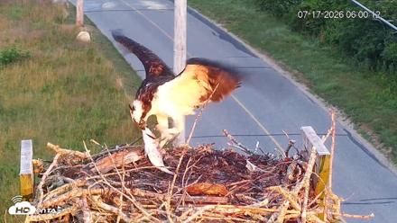 Fishers Island Middle Farms Ospreys Live Webcam - Jul 17, 2026, 6:16am EDT