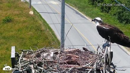 Fishers Island Middle Farms Ospreys Live Webcam - Jul 13, 2026, 1:01pm EDT