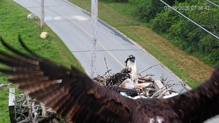 Fishers Island Middle Farms Ospreys Live Webcam - Jul 16, 2025, 7:44am EDT