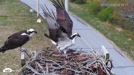 Fishers Island Middle Farms Ospreys Live Webcam - May 2, 2026, 9:08am EDT