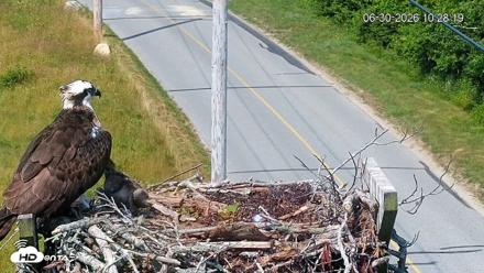 Fishers Island Middle Farms Ospreys Live Webcam - Jun 30, 2026, 10:28am EDT