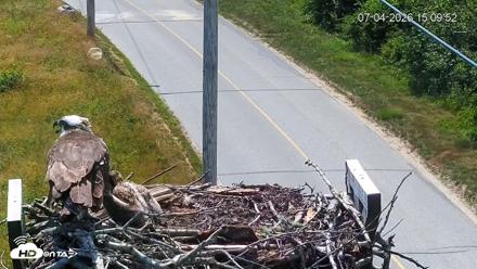 Fishers Island Middle Farms Ospreys Live Webcam - Jul 4, 2026, 3:11pm EDT