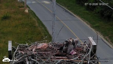 Fishers Island Middle Farms Ospreys Live Webcam - Jul 15, 2026, 7:02pm EDT