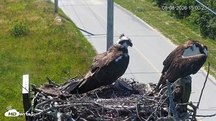 Fishers Island Middle Farms Ospreys Live Webcam - Aug 8, 2026, 3:11pm EDT