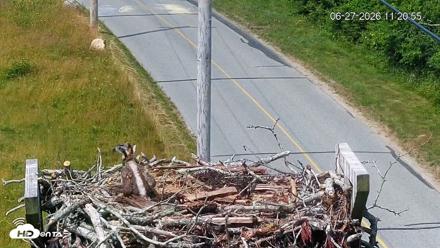 Fishers Island Middle Farms Ospreys Live Webcam - Jun 27, 2026, 11:21am EDT