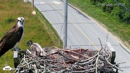 Fishers Island Middle Farms Ospreys Live Webcam - Jul 10, 2026, 11:58am EDT