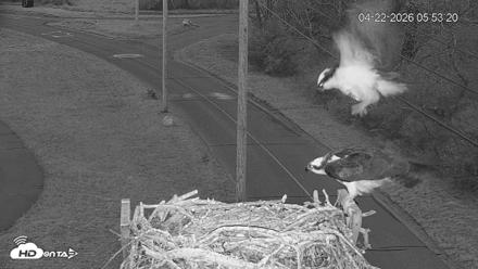 Fishers Island Middle Farms Ospreys Live Webcam - Apr 22, 2026, 7:25am EDT