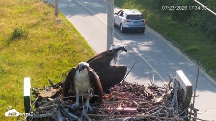 Fishers Island Middle Farms Ospreys Live Webcam - Jul 23, 2026, 5:35pm EDT