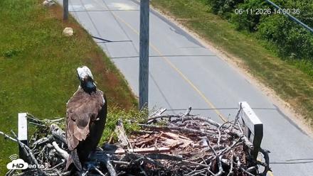 Fishers Island Middle Farms Ospreys Live Webcam - Jun 11, 2026, 2:02pm EDT
