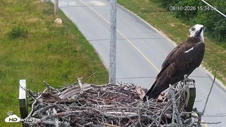 Fishers Island Middle Farms Ospreys Live Webcam - Aug 10, 2026, 3:39pm EDT