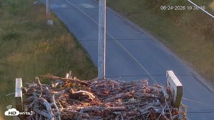 Fishers Island Middle Farms Ospreys Live Webcam - Jun 24, 2026, 7:37pm EDT