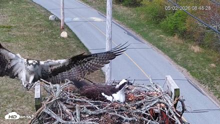 Fishers Island Middle Farms Ospreys Live Webcam - May 2, 2026, 9:07am EDT