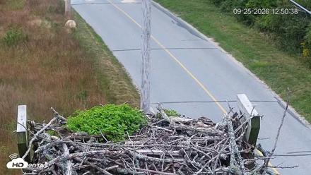 Fishers Island Middle Farms Ospreys Live Webcam - Sep 25, 2026, 12:51pm EDT