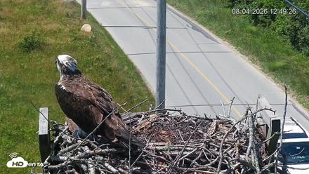 Fishers Island Middle Farms Ospreys Live Webcam - Aug 4, 2026, 1:42pm EDT