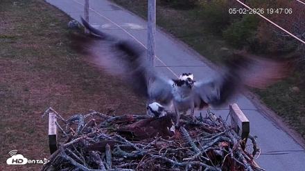 Fishers Island Middle Farms Ospreys Live Webcam - May 2, 2026, 8:46pm EDT