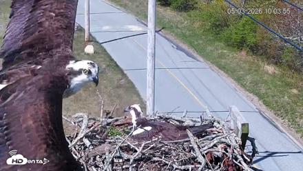 Fishers Island Middle Farms Ospreys Live Webcam - May 3, 2026, 11:07am EDT