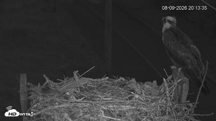Fishers Island Middle Farms Ospreys Live Webcam - Aug 10, 2026, 4:52am EDT