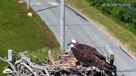 Fishers Island Middle Farms Ospreys Live Webcam - Jun 9, 2026, 8:29pm EDT