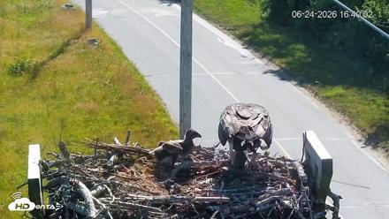 Fishers Island Middle Farms Ospreys Live Webcam - Jun 24, 2026, 4:40pm EDT