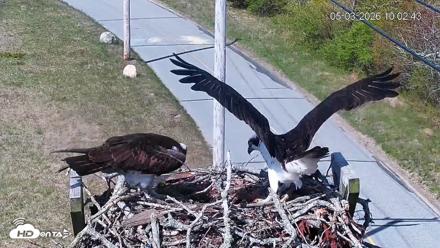 Fishers Island Middle Farms Ospreys Live Webcam - May 3, 2026, 11:04am EDT
