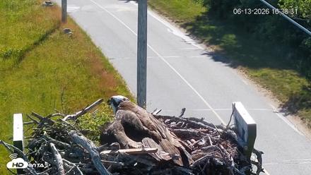 Fishers Island Middle Farms Ospreys Live Webcam - Jun 13, 2026, 4:39pm EDT