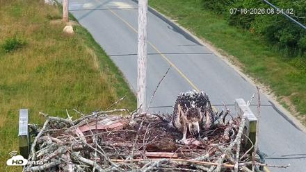 Fishers Island Middle Farms Ospreys Live Webcam - Jul 16, 2026, 8:55am EDT
