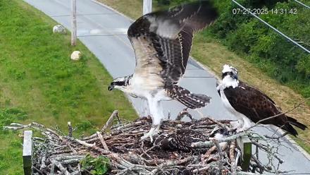 Fishers Island Middle Farms Ospreys Live Webcam - Jul 27, 2025, 3:19pm EDT