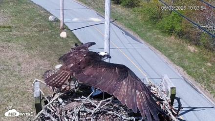 Fishers Island Middle Farms Ospreys Live Webcam - May 3, 2026, 11:05am EDT