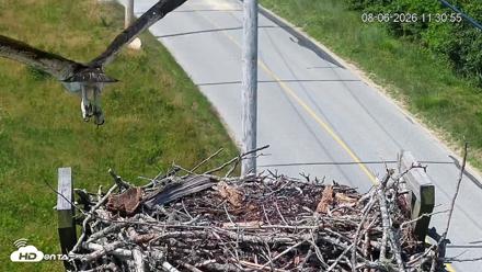 Fishers Island Middle Farms Ospreys Live Webcam - Aug 6, 2026, 6:23pm EDT