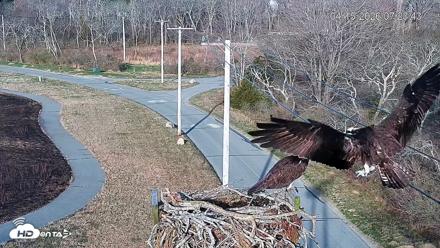 Fishers Island Middle Farms Ospreys Live Webcam - Apr 15, 2026, 8:02am EDT