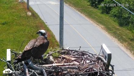 Fishers Island Middle Farms Ospreys Live Webcam - Jun 12, 2026, 3:03pm EDT