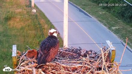 Fishers Island Middle Farms Ospreys Live Webcam - Aug 9, 2026, 6:21am EDT