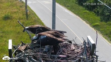 Fishers Island Middle Farms Ospreys Live Webcam - Jul 27, 2026, 4:05pm EDT